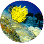 Deep Water View